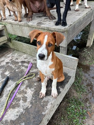Adopter Santos