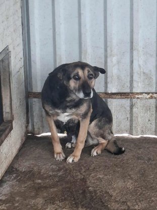 Adopter Sarabi