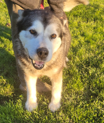 Adopter Sasha