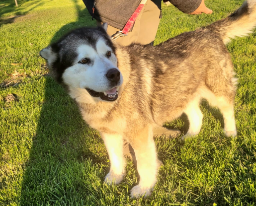 Adopter Sasha