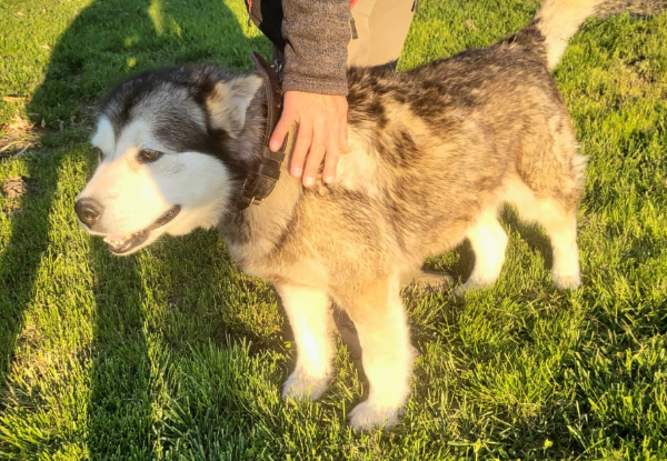 Adoption Sasha
