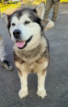 Adoption Sasha