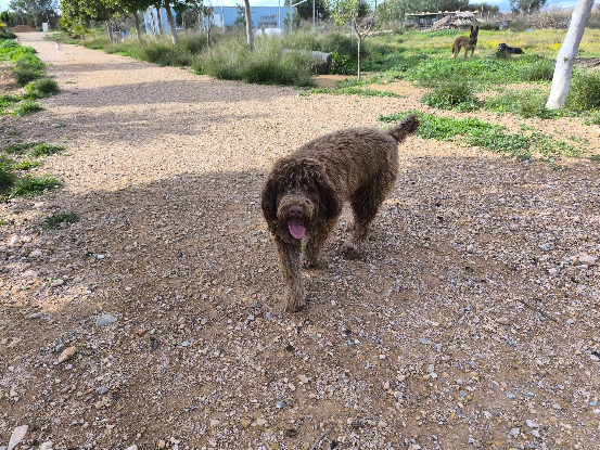 Adopter Scooby