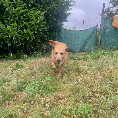 Adopter Sequinho