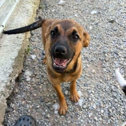 Adopter Serj