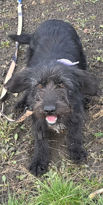 Adopter Shadow