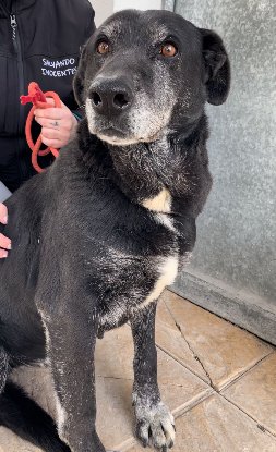 Adopter Shama