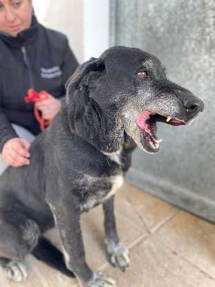 Adopter Shama