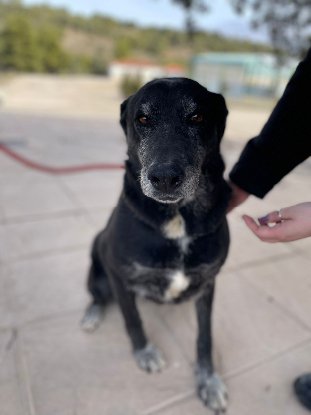 Adopter Shama