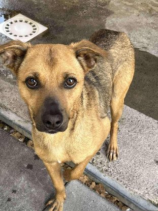 Adopter Shaya