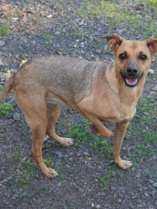 Adoption Shaya