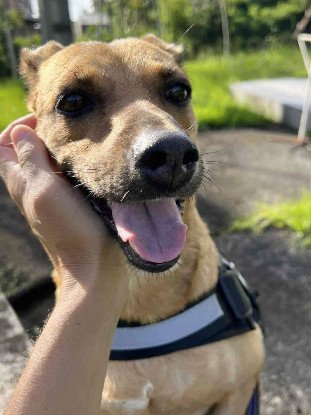 Adoption Shaya
