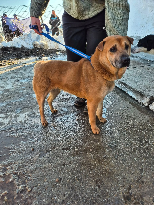 Adopter Sheeva