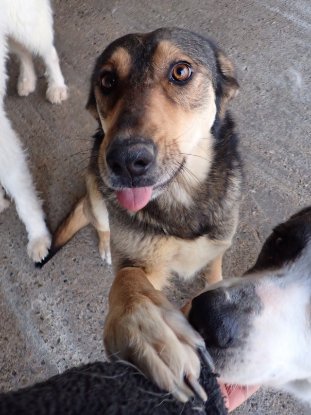 Adopter Sheree