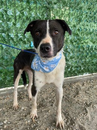 Adopter Sherlock