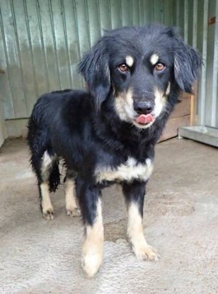 Adopter Shilow
