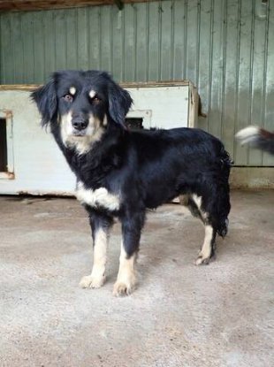 Adopter Shilow