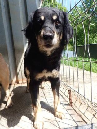 Adoption Shilow