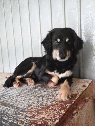 Adoption Shilow