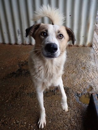 Adopter Siana