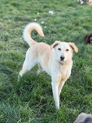 Adopter Sidney