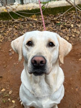 Adopter Sidney