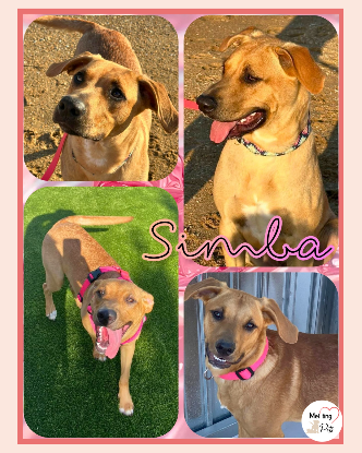 Adopter Simba