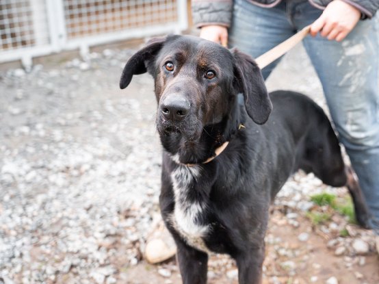 Adopter Simba