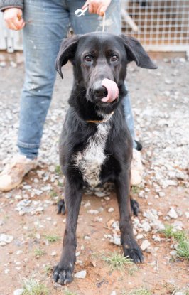 Adopter Simba