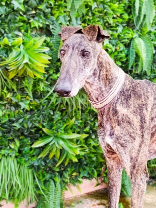 Adopter Simon