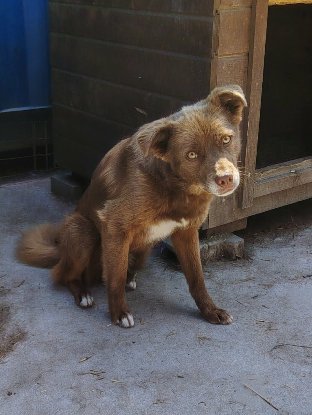 Adopter Sirius