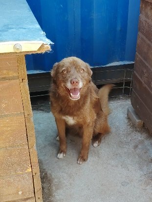 Adopter Sirius