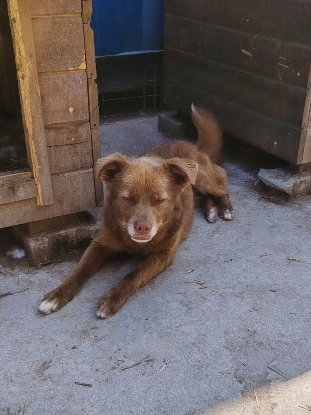 Adoption Sirius