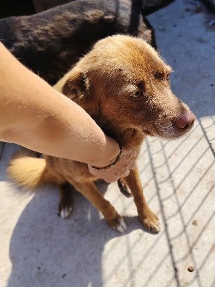 Adoption Sirius