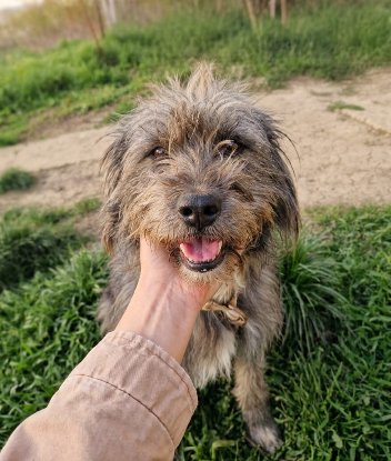 Adopter Sitaly