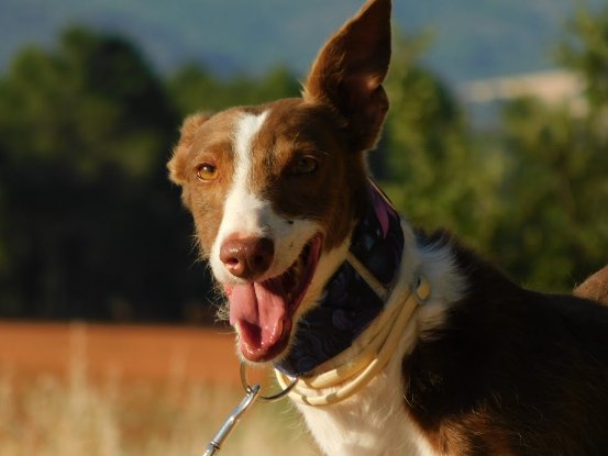 Adopter Siver