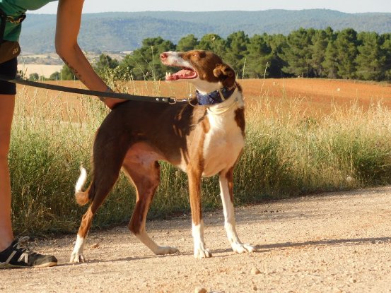 Adoption Siver