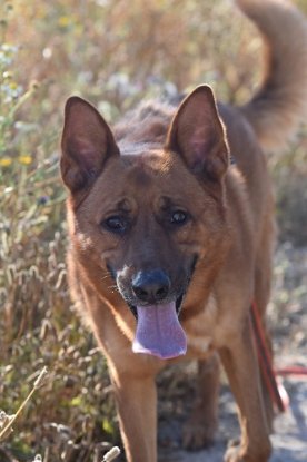 Adopter Skol