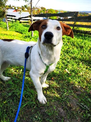 Adopter Smartie