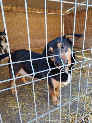 Adopter Smile