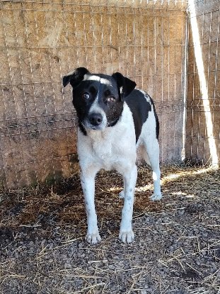 Adopter Snoopy