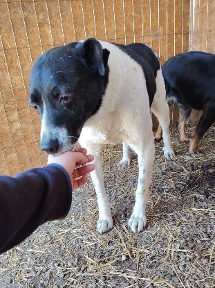 Adopter Snoopy