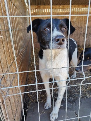 Adopter Snoopy
