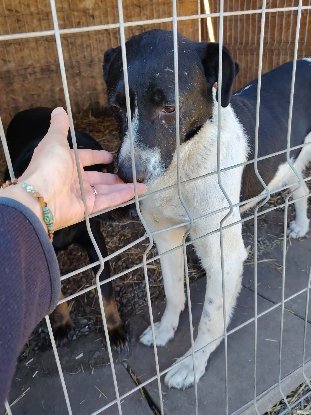 Adoption Snoopy