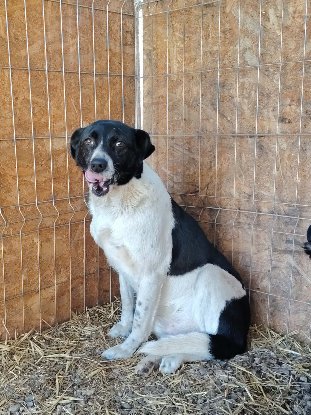 Adoption Snoopy