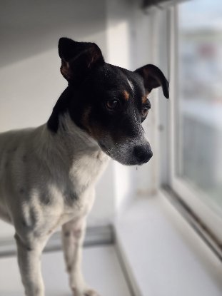 Adopter Snoopy