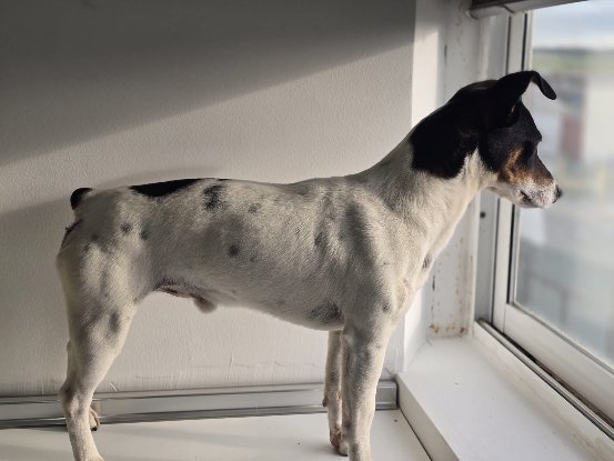 Adopter Snoopy
