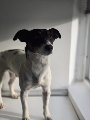 Adoption Snoopy