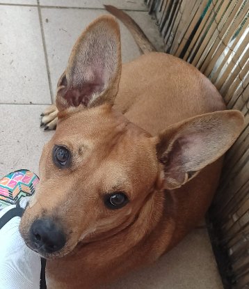 Adopter Só