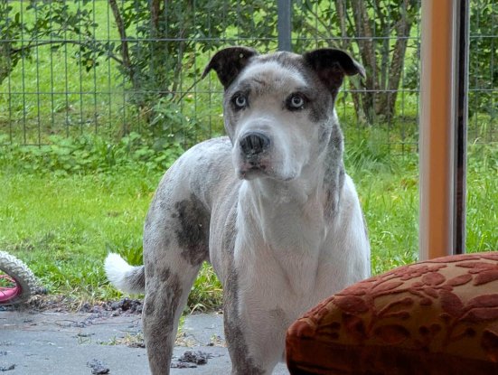 Adopter Sooky